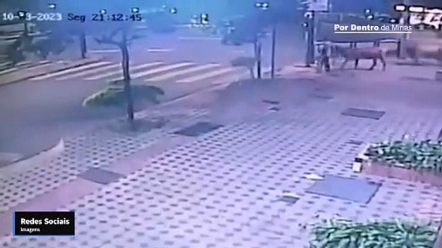 Motociclista atropela boi na faixa de pedestre na Avenida Nossa Senhora do Carmo, em BH