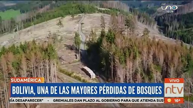 Brasil, Bolivia, Colombia y Perú, las regiones con más pérdida de bosques