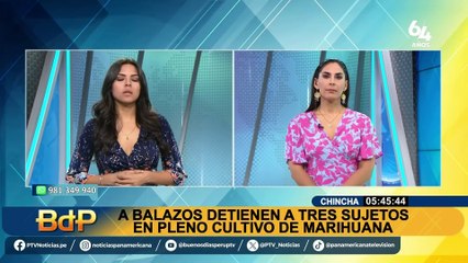 ¡Imágenes impactantes! A balazos detienen a tres sujetos en pleno cultivo de marihuana en Chavín