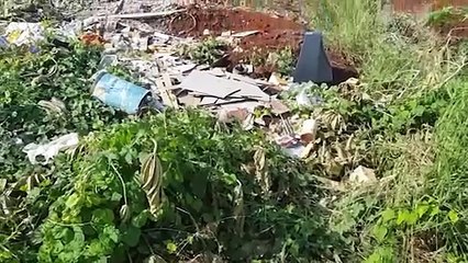 Moradora reclama de mato alto após aranhas e lesmas entrarem na casa