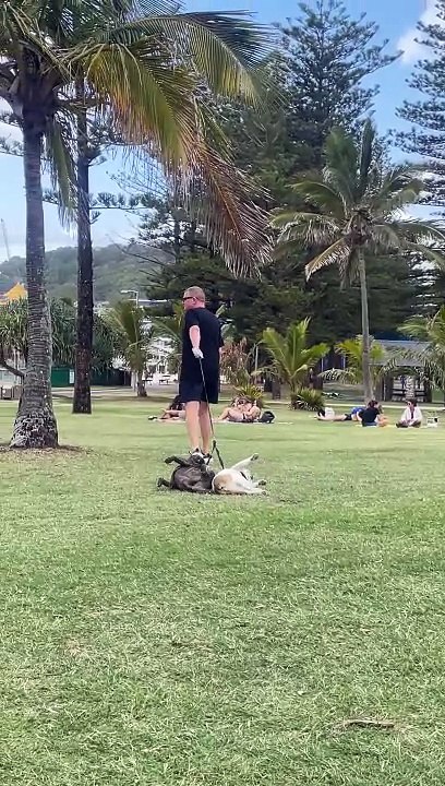 Dogs Dragged Through Grass