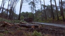 Floresta no sudoeste da França luta contra invasão devastadora de pragas