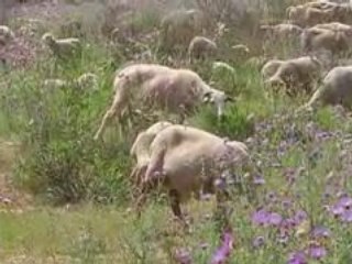 Les moutos à l Benoite