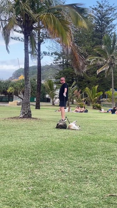 Dogs Dragged Through Grass