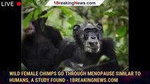 Wild female chimps go through menopause similar to humans, a study found - 1breakingnews.com
