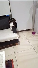 Silly Cat Does Pretty Poses