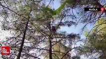 Muğla'da yabancı uyruklu paraşütçü ağaçta asılı kaldı