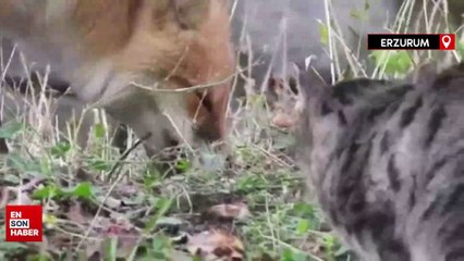 Aç kalan tilki köyün maskotu oldu