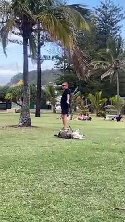 Dogs Dragged Through Grass