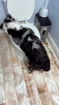 Australian Shepherd Has the Time of Her Life Playing in Toilet