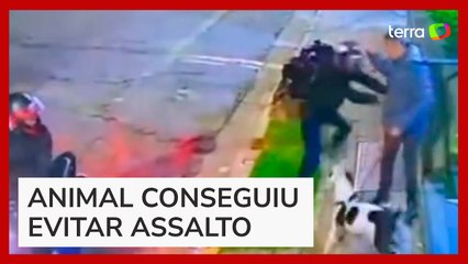 Cachorro se joga em homem para proteger tutor de tentativa de assalto em SP