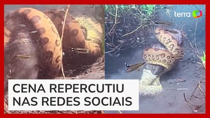 Download Video: Sucuri dá 'abraço da morte' e engole porco-do-mato em Bonito (MS)