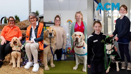 Therapy dogs in schools - October 27, 2023 - The Standard