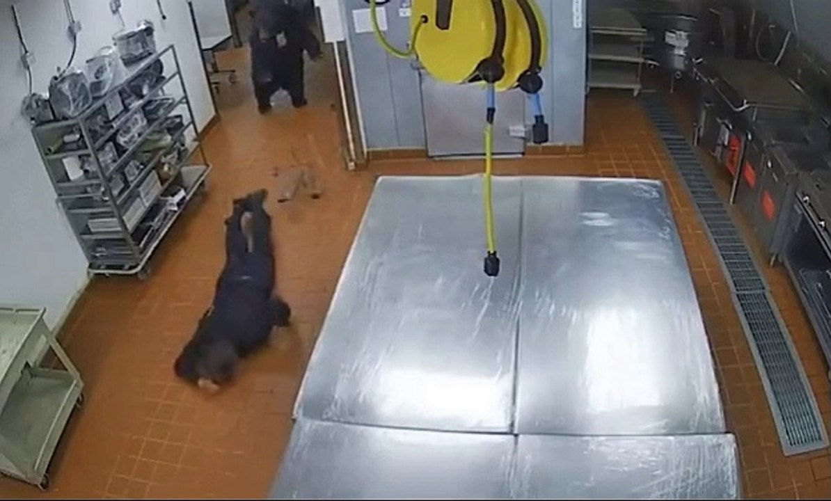 Shocking moment bear attacks hotel security guard at five-star St Regis Resort in Aspen after wandering into building