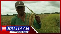 Beyond the lead: Ang kalbaryo ng isang magsasaka ng palay