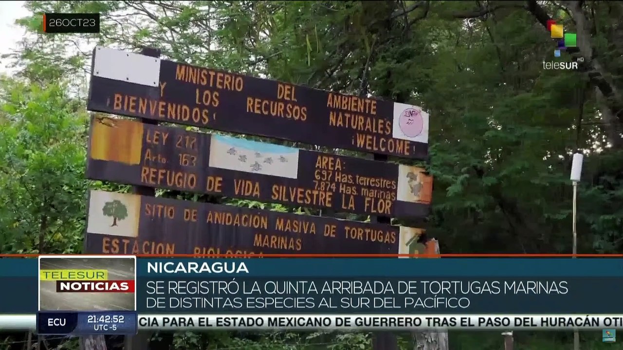 Costas de Nicaragua reciben a tortugas marinas de diferentes especies