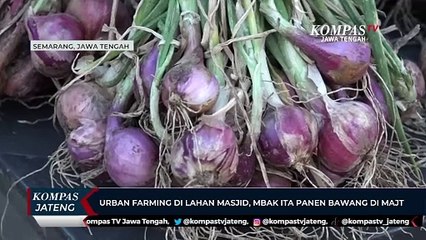 Urban Farming di Lahan Masjid, Mbak Ita Panen Bawang di MAJT