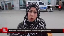 Konya'da sahipsiz köpeklerin saldırısına uğrayan kadın