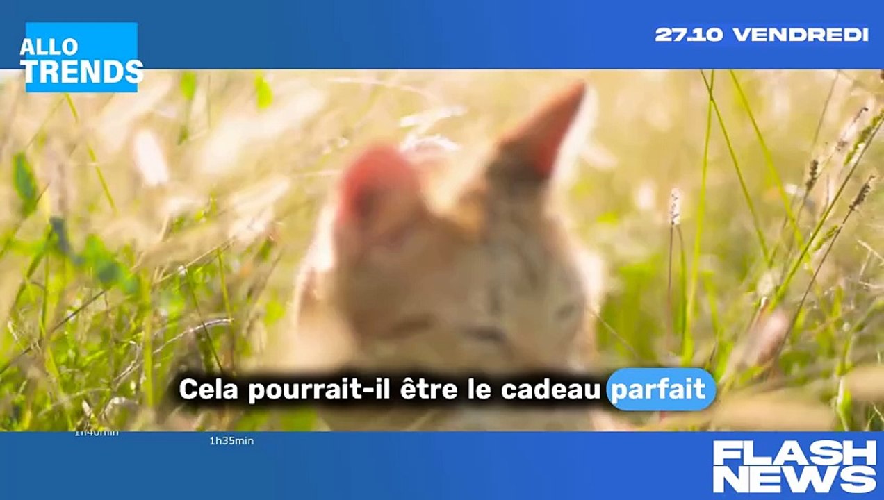 Laura Smet, surprise à 39 ans : elle attend un...