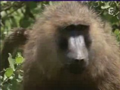 Les Predateurs - Redoutables Mâchoires Parti 1