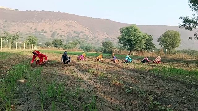रात के तापमान में गिरावट से बढ़ी ठंडक, सरसों की बुवाई हुई तेज