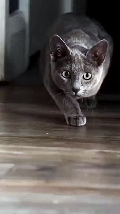 Kitty