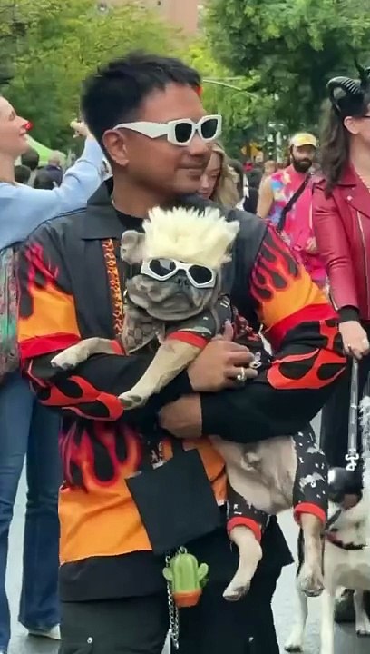  Footage from the traditional dog parade in New York in honor of the upcoming Halloween