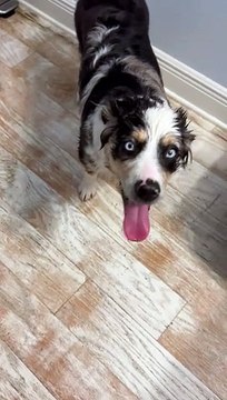 Australian Shepherd Has the Time of Her Life Playing in Toilet