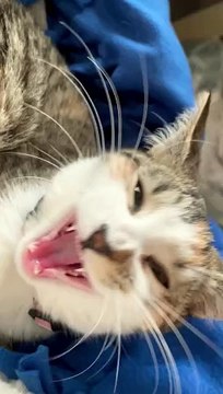 The Vet Suggested She Is an Alien