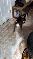 Australian Shepherd Has the Time of Her Life Playing in Toilet