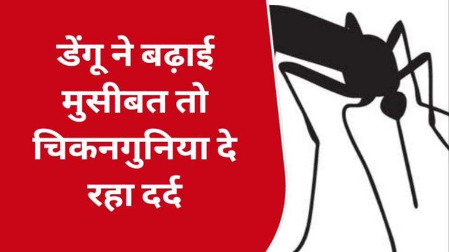 कानपुर: डेंगू ने बढ़ाई मुसीबत तो चिकनगुनिया दे रहा दर्द, डॉक्टर से जानिए बचाव के उपाय 