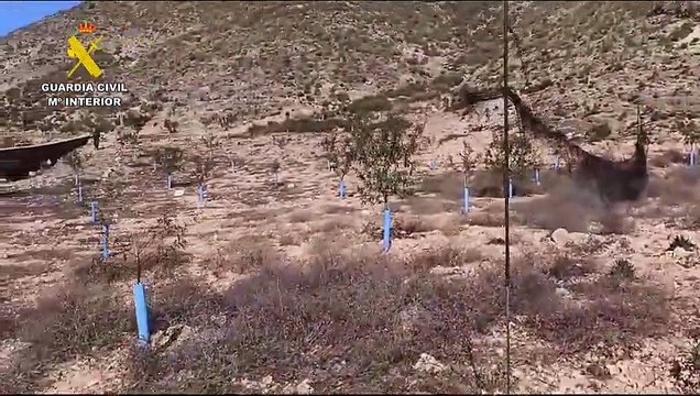 El Seprona investiga a un vecino de Hellín por cazar aves silvestres con métodos prohibidos
