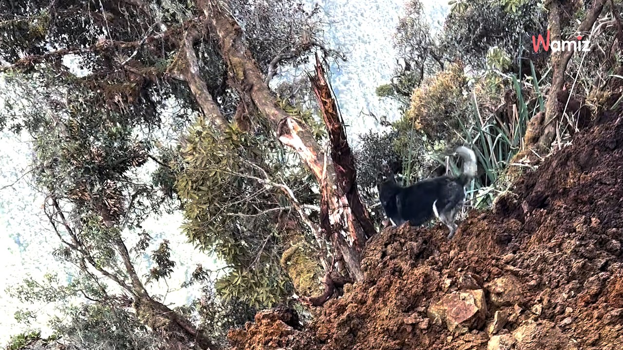 Il randonne avec son chien quand le sol s'effondre sous leurs pieds : 788K personnes sont hypnotisées (vidéo)