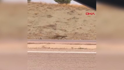 Ankara'da 'Ormanın hayaleti' vaşak, cep telefonu kamerasında