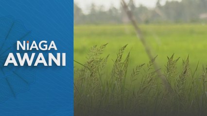 Agensi Nuklear Malaysia promosi anak benih padi