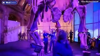 Moment JSO eco-clowns spray orange powder on London dinosaur display