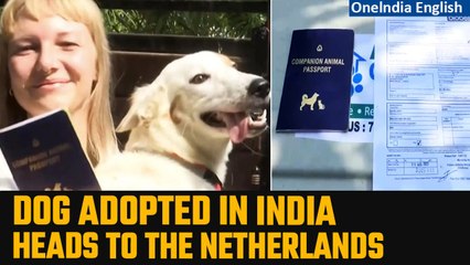 Varanasi Street Dog is set to Travel to the Netherlands with a Visa and passport | Oneindia News