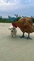 Hen And Dog Living With Each Other | Animals Funny Moments |Animals Satisfying Videos | Cute Pets #animal #pets #dog #doglover #cutepuppies #hen