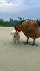 Hen And Dog Living With Each Other | Animals Funny Moments |Animals Satisfying Videos | Cute Pets #animal #pets #dog #doglover #cutepuppies #hen