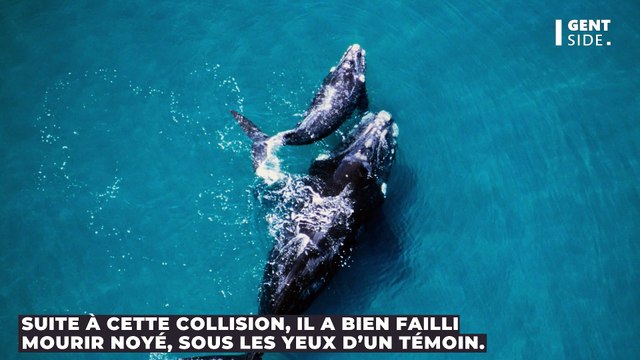 Un surfeur se fait renverser par une baleine et manque de se noyer