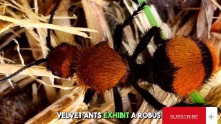 The Killer Velvet Ant