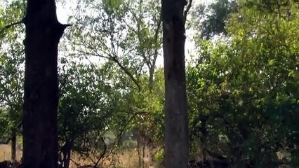 L'île aux léopards - Documentaire animalier (2015)