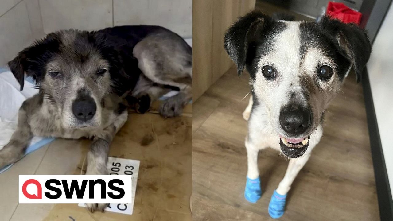 Dog of war finds loving new home after cheating death twice in Ukraine