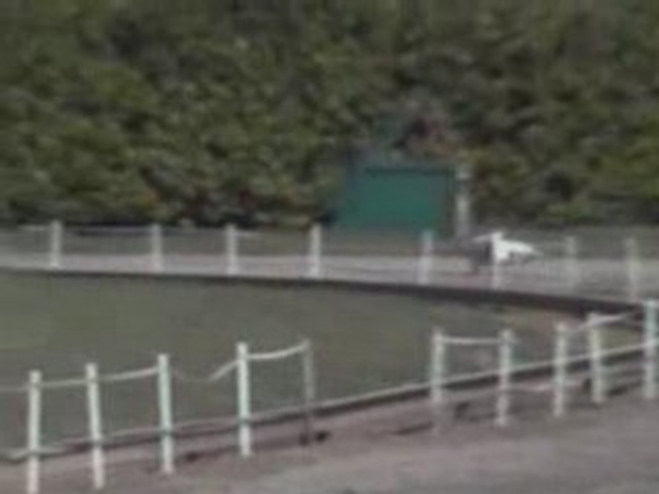 Daphne - 29.03.08 comp