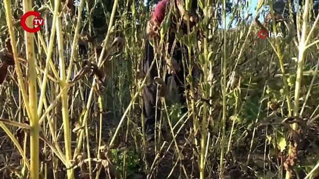 Irak’ın sıfır noktasında orakla hasat başladı! Bir bardak sütten daha fazla kalsiyum içeriyor...