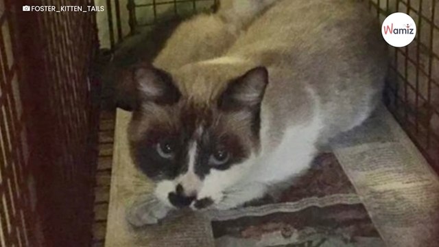 Er rettet eine streunende Katze, aber macht damit einen großen Fehler