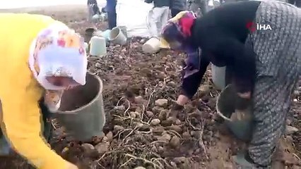 Bitlis'te yetiştirildi, dönüme 6 ton ürün verdi: Sofraların vazgeçilmezi!