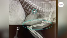 Rifugio salva un gatto gravemente ferito: le radiografie del veterinario rivelano l'impensabile