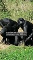 Les bonobos, des gros obsédés ?!