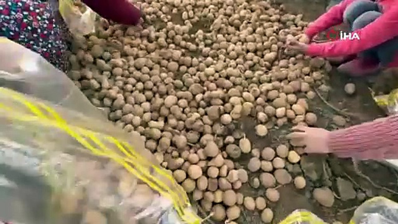 Hakkari'de topraktan bereket fışkırdı, mutfakların vazgeçilmezi: Ton ton topladılar!